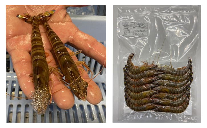 大きさは、左の写真をご確認ください。1袋に14匹ずつ入ったものが3袋でのお届けになります。