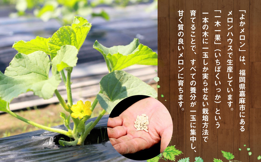 嘉麻市産 よかメロン 青肉 1.5キロ以上×2玉 マスクメロン メロン 果物 フルーツ