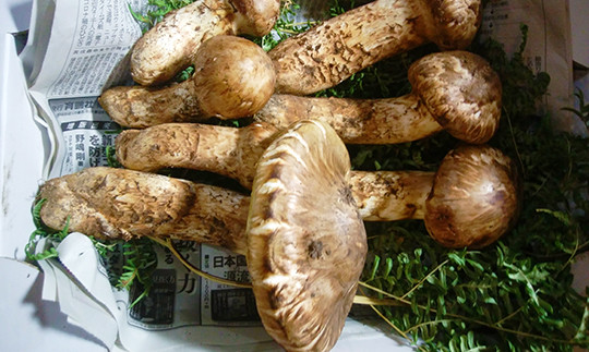 ※写真はイメージです