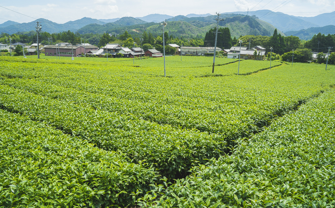 お茶は、三重県産のブランド茶『伊勢茶』を使用！
豊かで上質な香味とビターな味が特徴です。