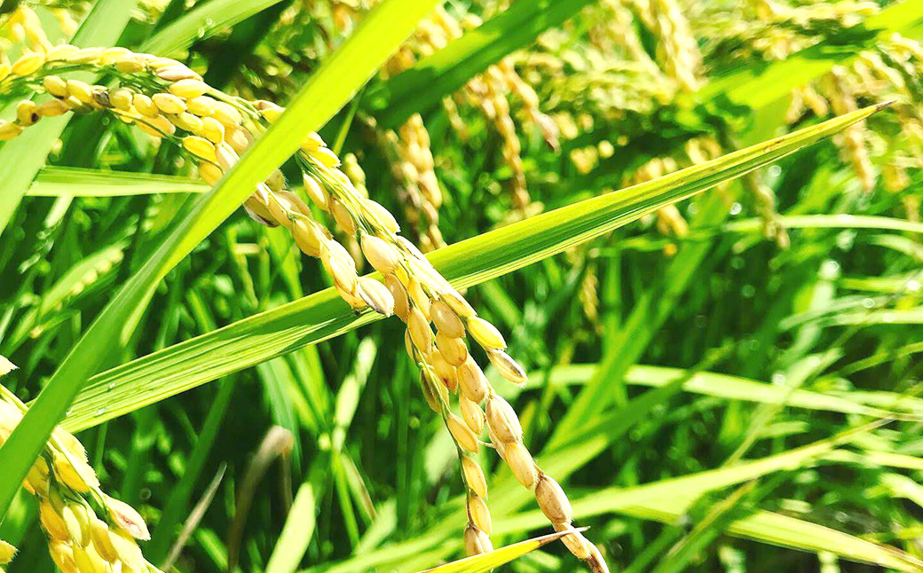 福岡県 香春町産 夢つくし 大自然米 無洗米 計900g 450g×2袋