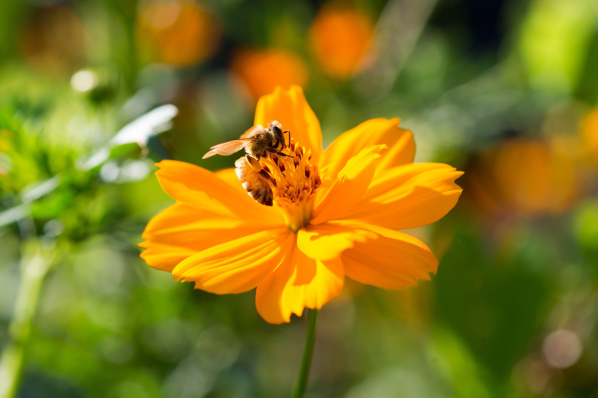 コスモスとミツバチ