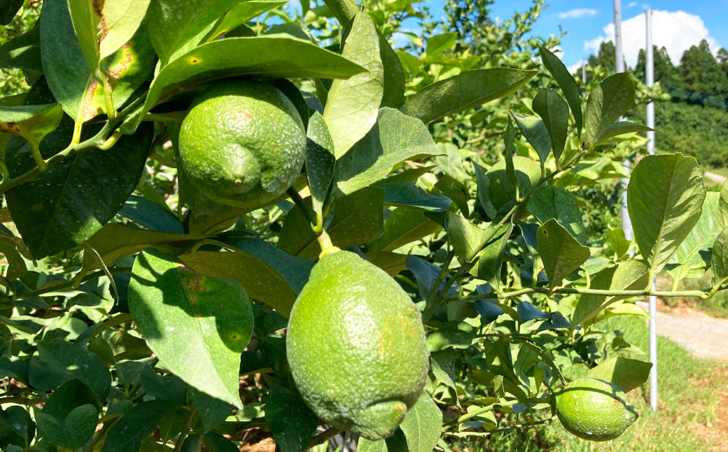 国産レモン 訳あり 5kg (県認証特別栽培)