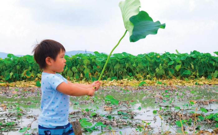 れんこんの名産地「佐賀県白石町」よりお届けいたします！