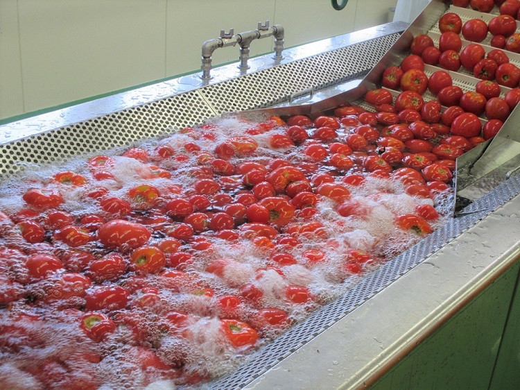 完熟した赤い部分をジュースにしています。