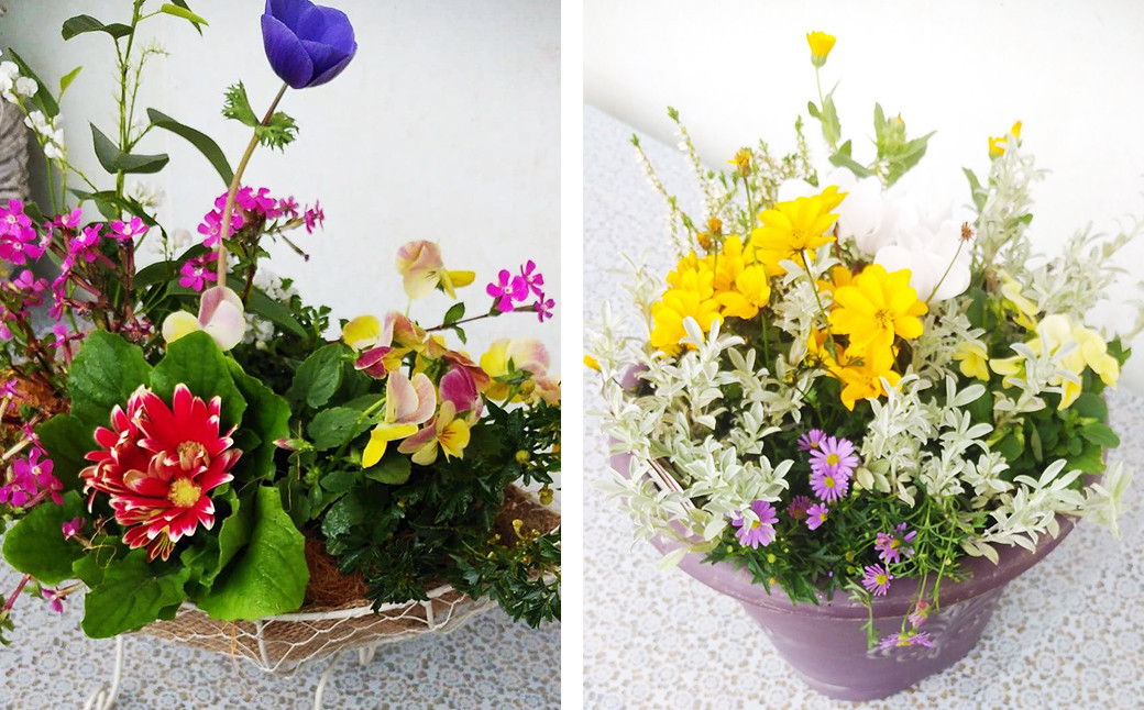 フォーシーズン お花の寄せ植え 4~5種 花 フラワー 観葉植物 植物 インテリア