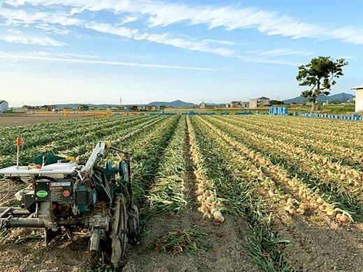 【あさひサンファーム】【大玉10㎏】ひょうご安心ブランド★特別栽培★淡路島たまねぎ