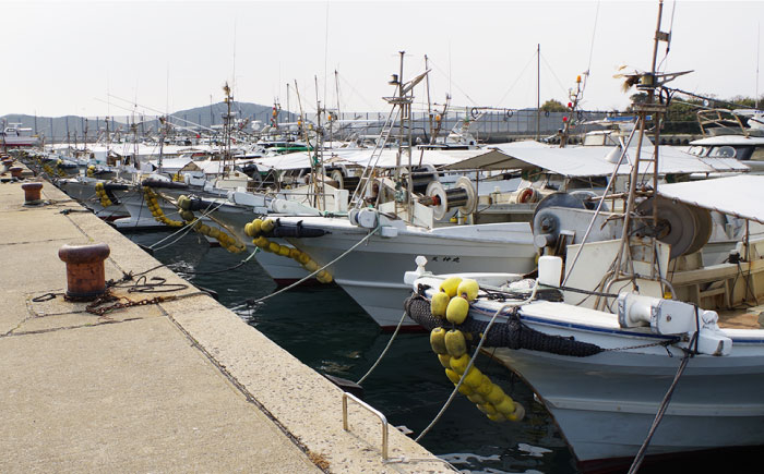 ひらめ&うちわ海老の刺盛セット 計1920g(約160g×12回) 平戸市 / 平戸さくら水産 