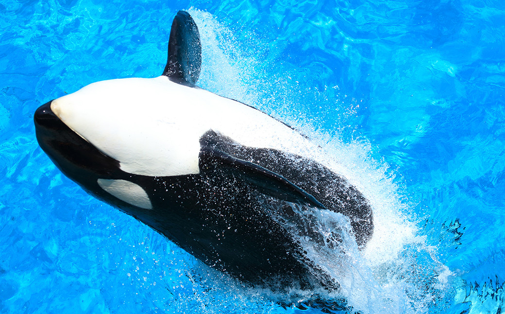 雄大な太平洋をバックに、豪快なジャンプや水しぶき。海の王者「シャチ」の大迫力のパフォーマンス。