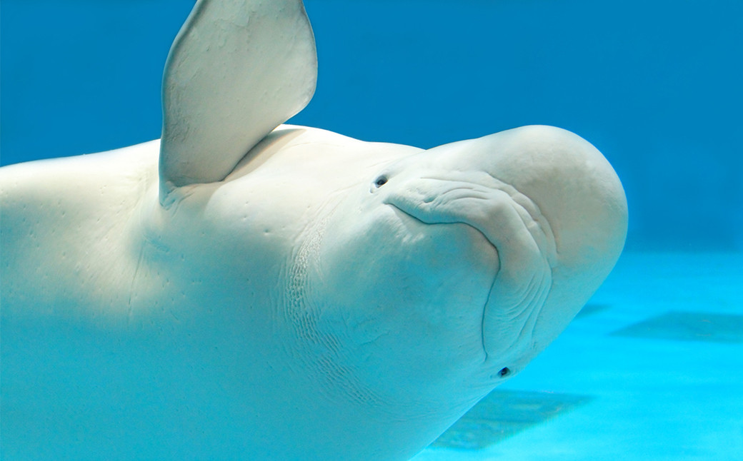 美しくてちょっぴり不思議な海のカナリア。知能や能力を活かした「ベルーガ」の圧巻パフォーマンス。