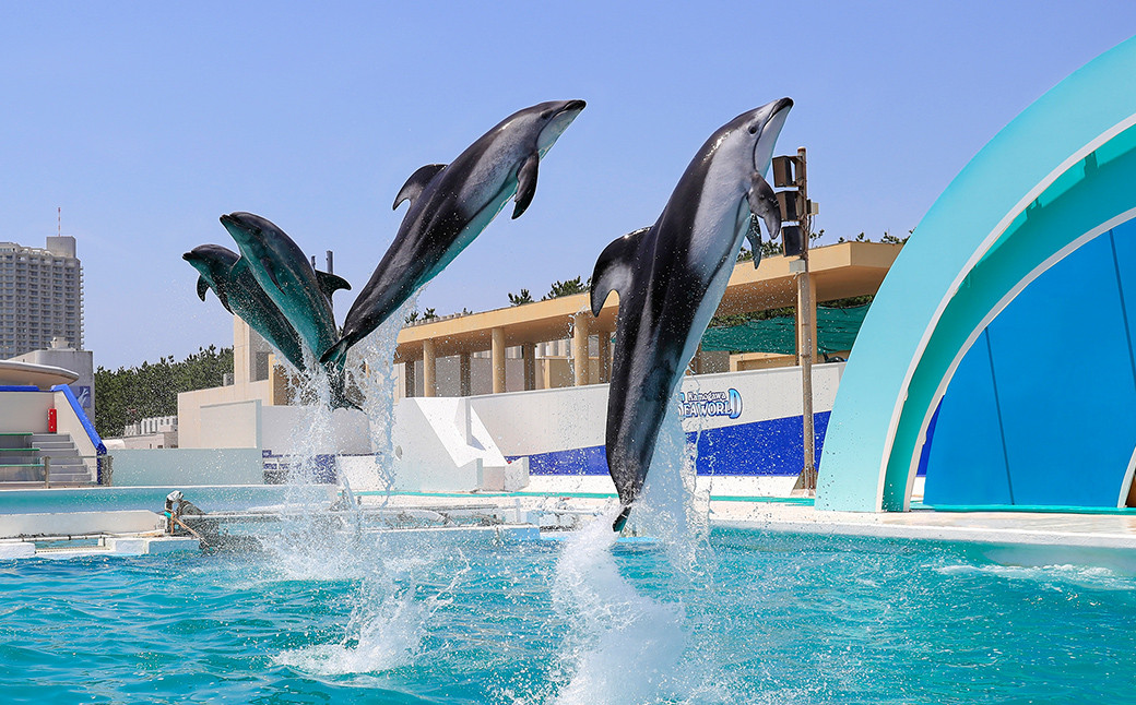 アクロバティックなジャンプとスピーディーな泳ぎ。見事なコンビネーションに魅了される「イルカ」のパフォーマンス