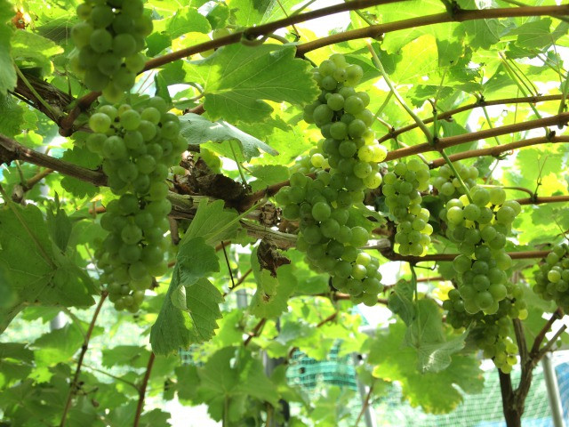 大きく実った、ソーヴィニヨンブラン種