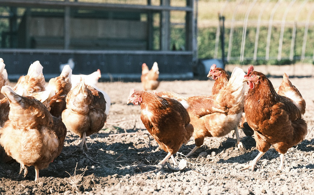 平飼いニワトリ