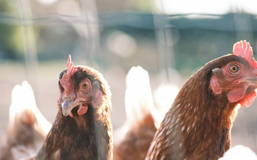 平飼いニワトリ