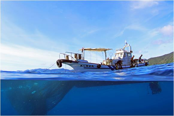 追い込み漁の様子