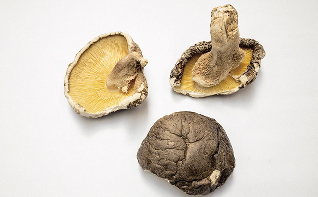 【訳あり】お徳用厚肉椎茸 500g (250g×2袋) 干し椎茸 どんこ