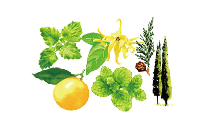 おすすめ オススメ 人気  贈り物 ギフト 石鹸 せっけん ボディソープ 