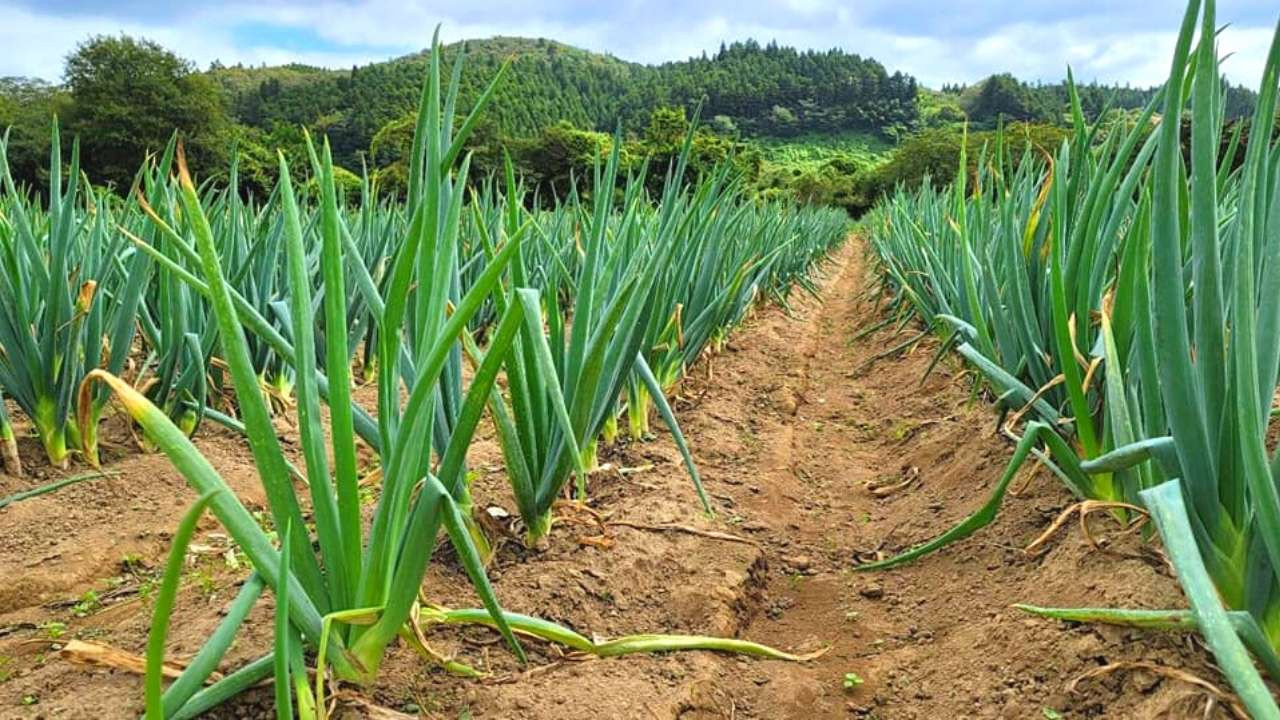 4月から普通に育てたネギを夏に掘り起こし