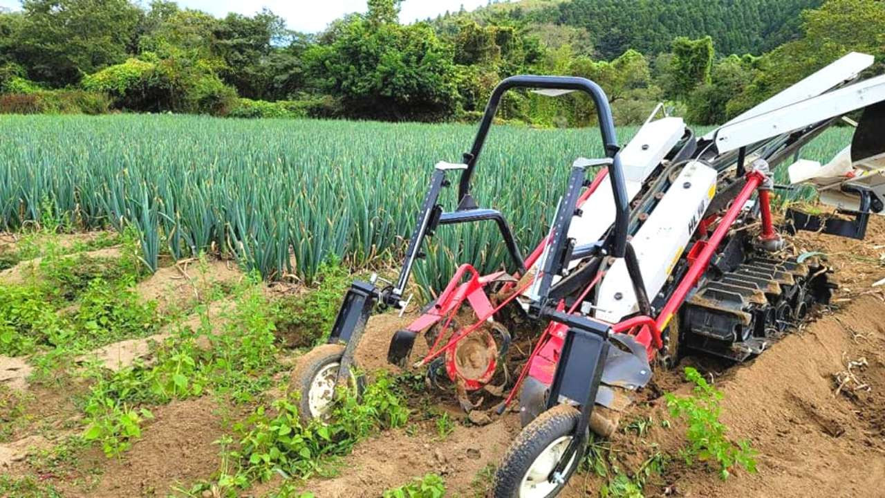 また植えなおすという手間をかけて