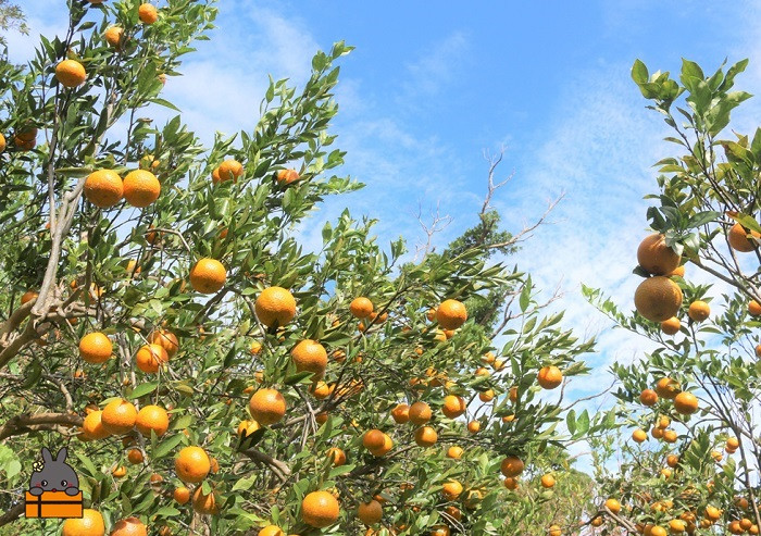 徳之島たんかんは、実がついてから10ヶ月の歳月をかけて完熟となります。