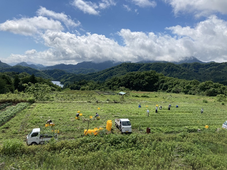 にんにく畑の様子