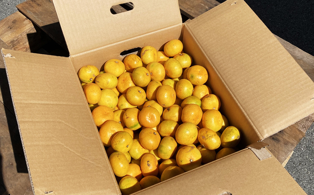 【規格外品】熊本市産 完熟 蜜柑 ご家庭用 12kg