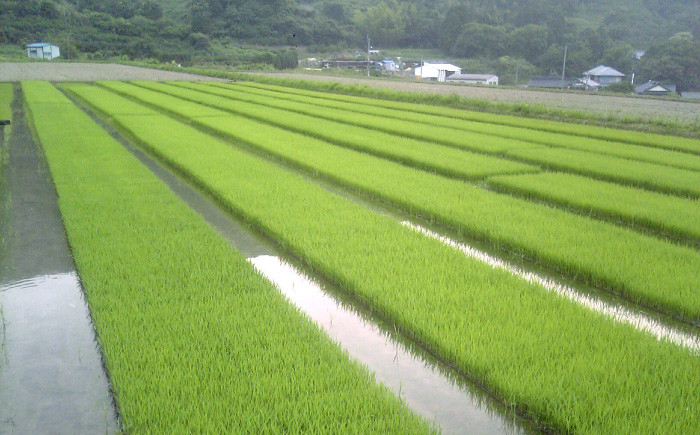 米 食べ比べ セット ヒノヒカリ 夢つくし ご飯 ごはん 白米