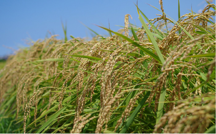 米 山つき 夢つくし ご飯 ごはん 白米 玄米 分搗き 精米 定期便