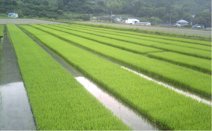減農薬米！自然豊かな糸島産の山つきのお米です