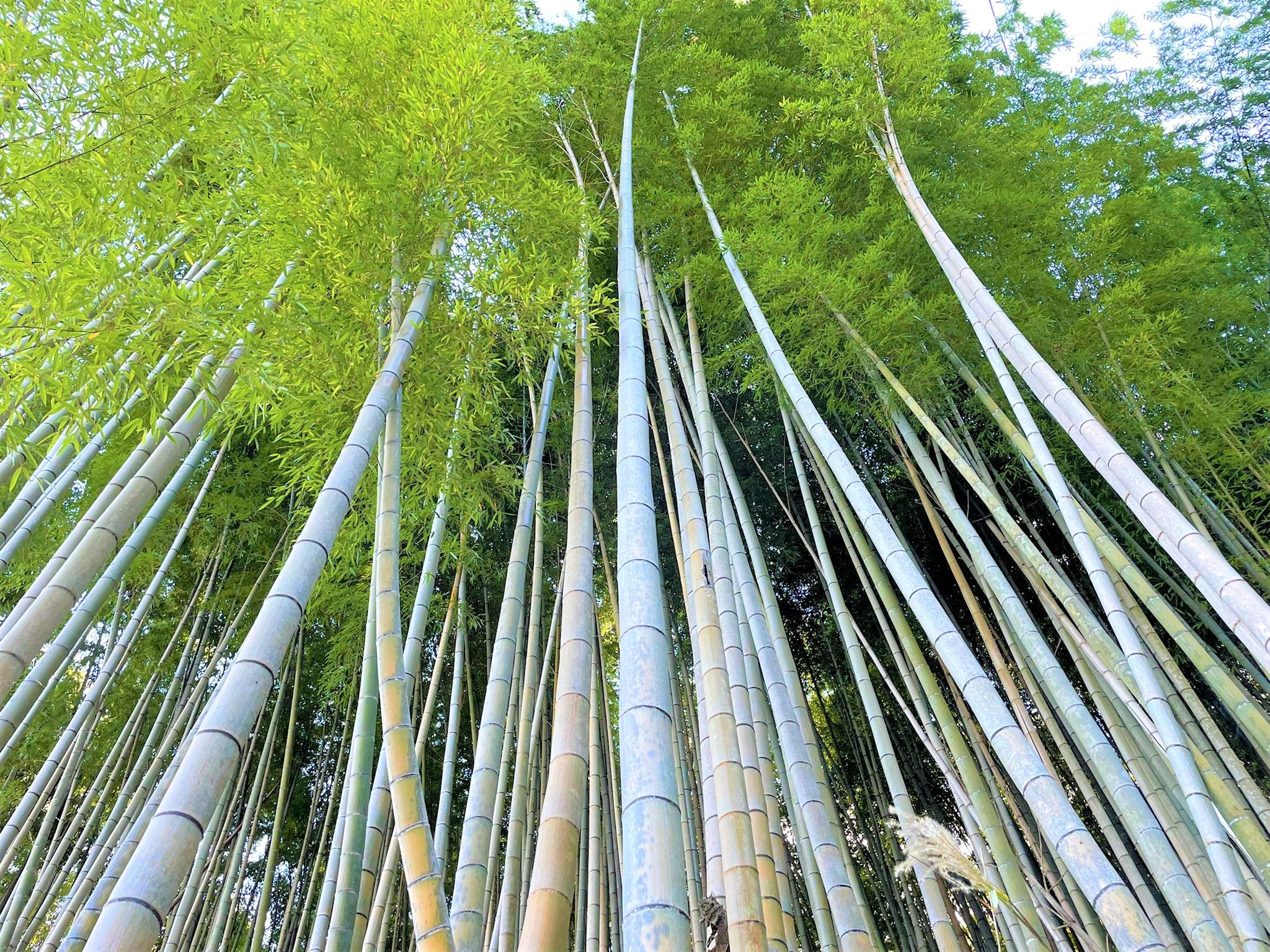 南部の良質な孟宗竹を使っています