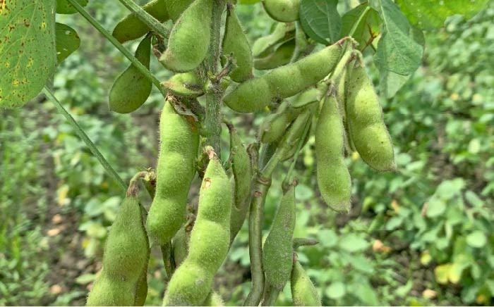 国産大豆 大豆 なっとう 環境 山林 ごはんのおとも おかず 朝ごはん