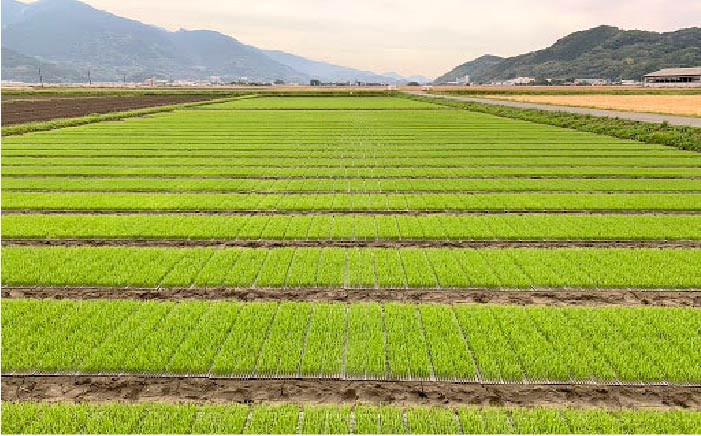 九州 福岡 糸島 米 お米 ご飯 栽培期間中 農薬不使用 5キロ