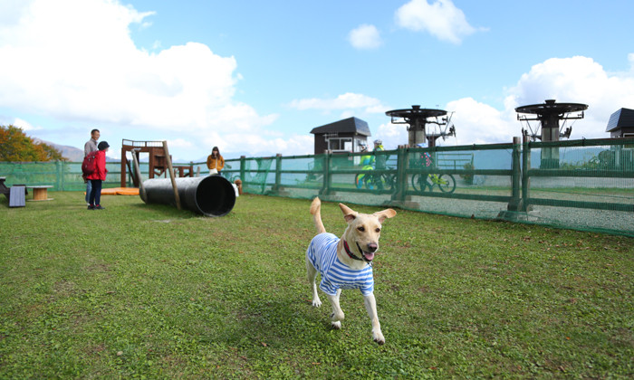 愛犬も”非日常”を体感できるペットフレンドリーエリア「森の遊歩道＆ドッグラン」