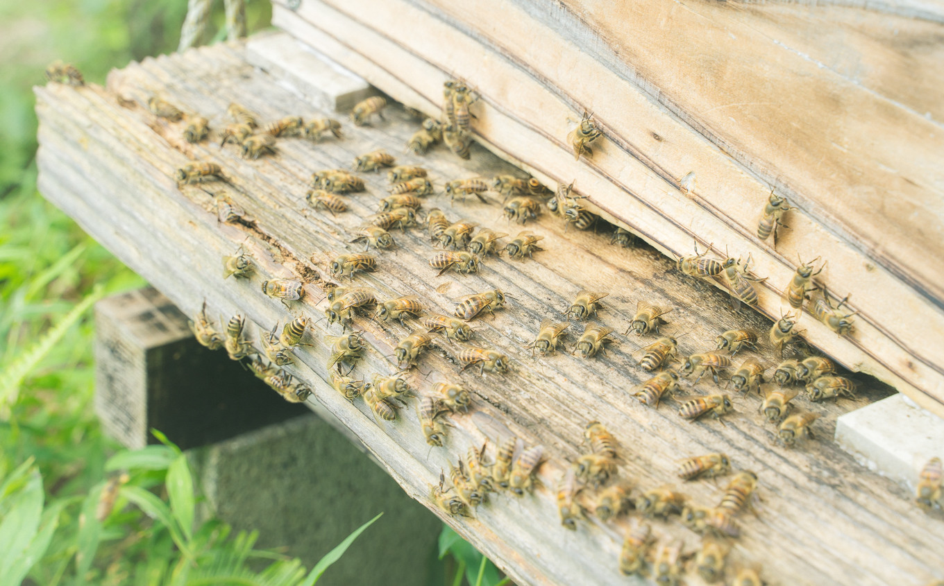 持続可能な農業を当農場では、
野菜の収穫に欠かせない受粉作業は様々な虫達や鳥・風など、自然の力のみで行われます。