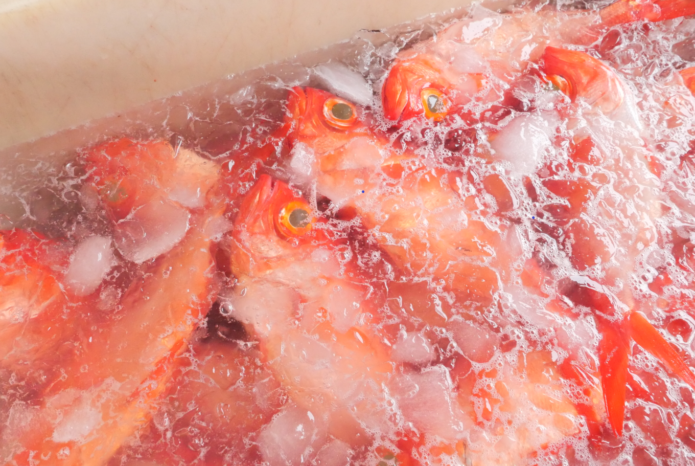 新鮮獲れたて！鮮度抜群の日帰り釣りきんめ鯛を使用しています。