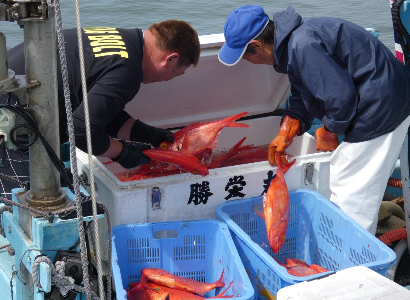 操業を終え、港に船が戻ってくると、１尾ずつ丁寧に素早く針を外していきます。