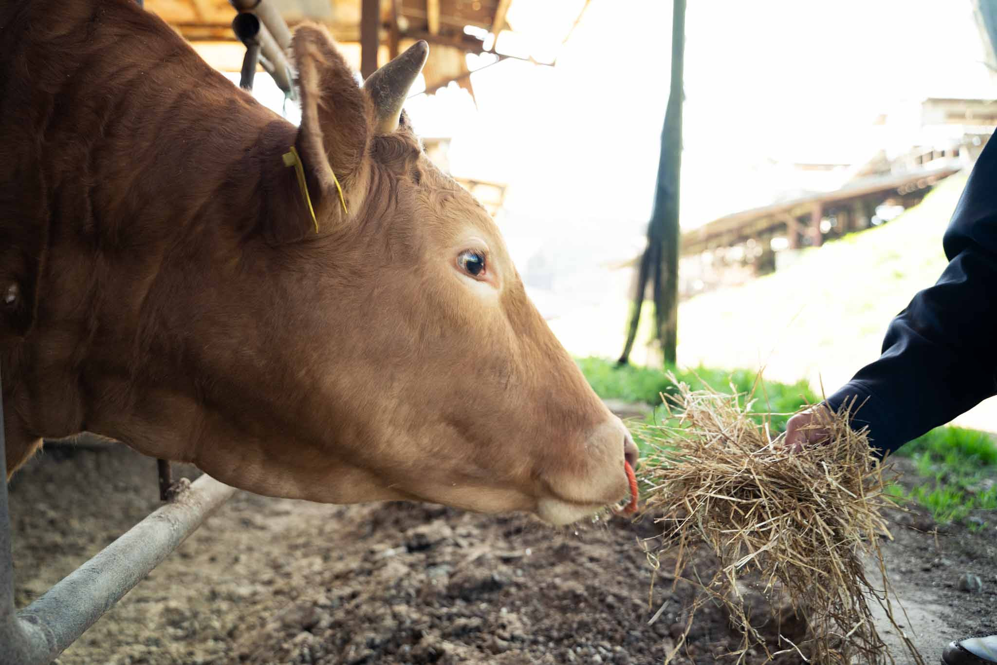 GI認証くまもと あか牛 すき焼き用 切り落し 600g 300g×2