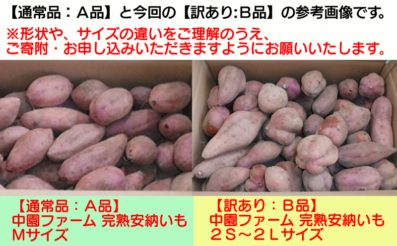 （左）通常の形の揃ったＭサイズの安納いも　（右）今回の【訳あり】安納いも２Ｓ～２Ｌサイズになります。