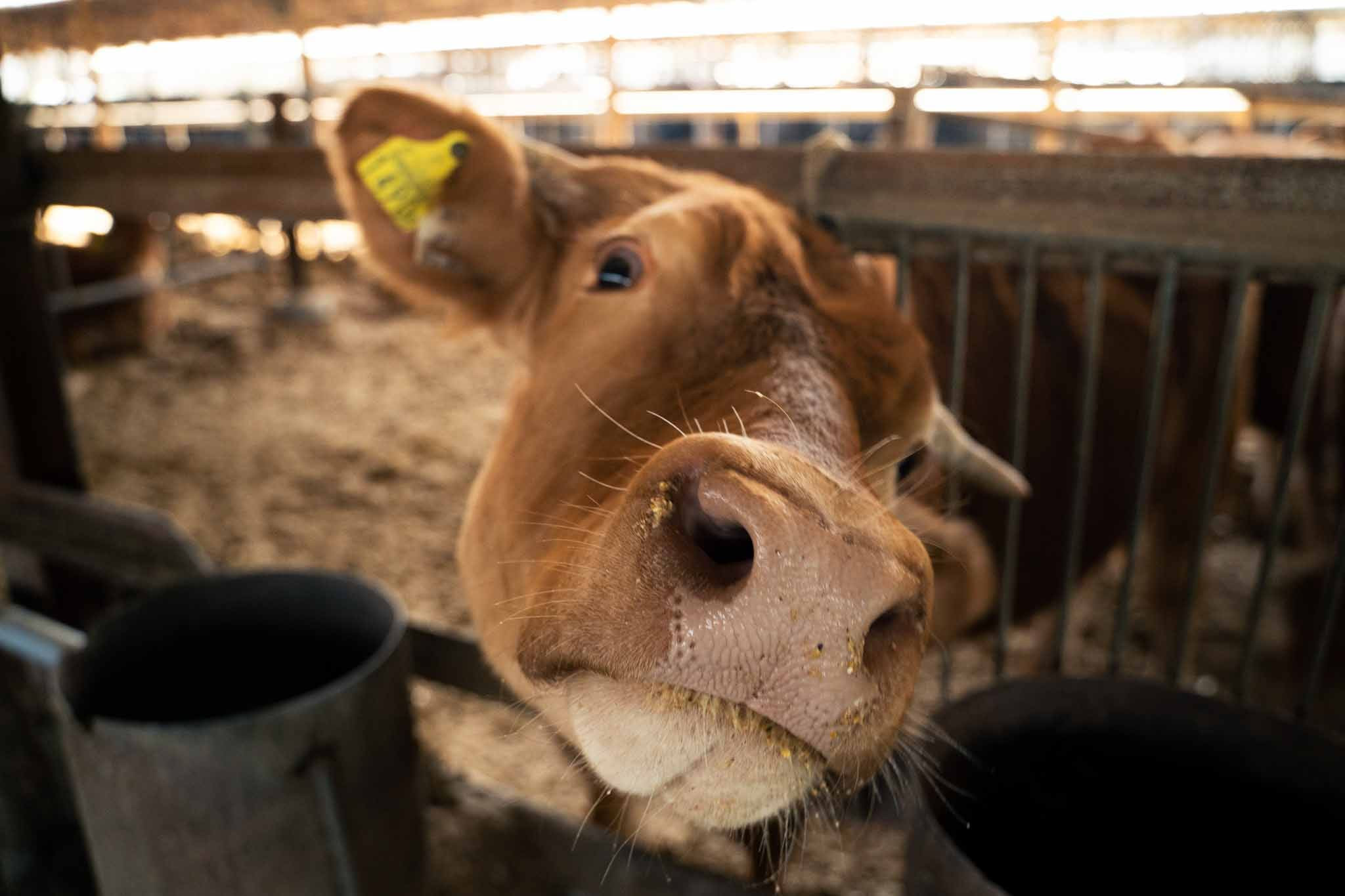 GI認証くまもと あか牛 すき焼き用 切り落し 600g 300g×2