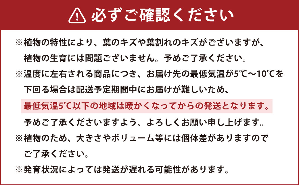 サンスべリア 観葉植物 角鉢 横約15cm×高さ約30cm 6寸 植物 インテリア ガーデン