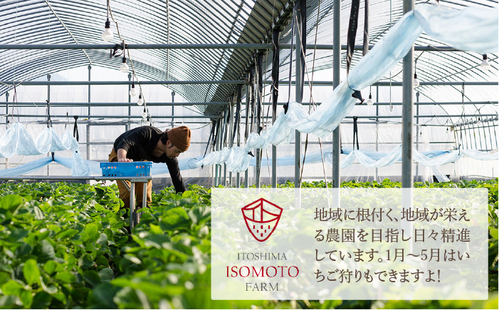 苺 あまおう 果物 フルーツ ストロベリー 福岡 国産 送料無料 酢