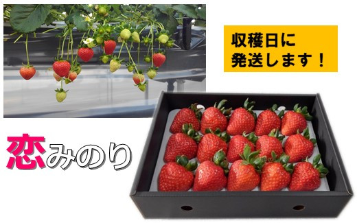 完熟した大粒のものだけを厳選し、その日のうちに発送します