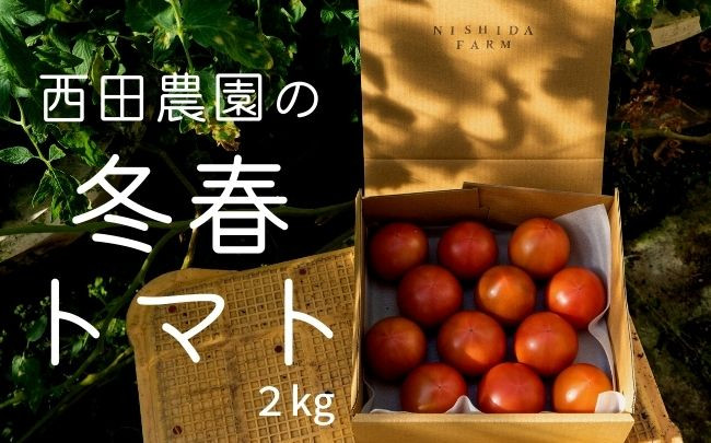 大崎上島産 西田農園の冬春トマト 約2kg（10〜15個程度）。これぞ旬の味?! 完熟で甘い冬春トマト