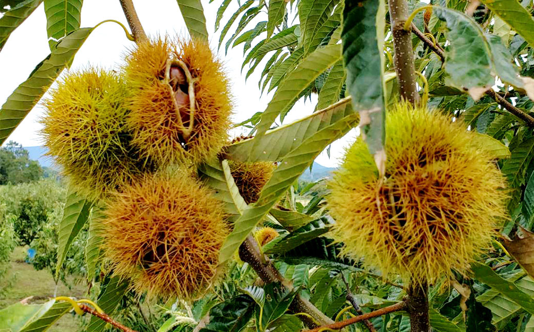 相良村産 栗 杉光 4kg