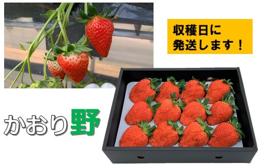 完熟した大粒のものだけを厳選し、その日のうちに発送します