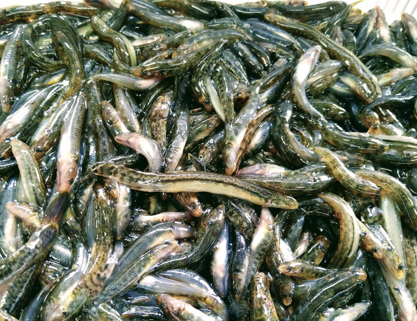 アジメドジョウ・チチコ（ヨシノボリ）