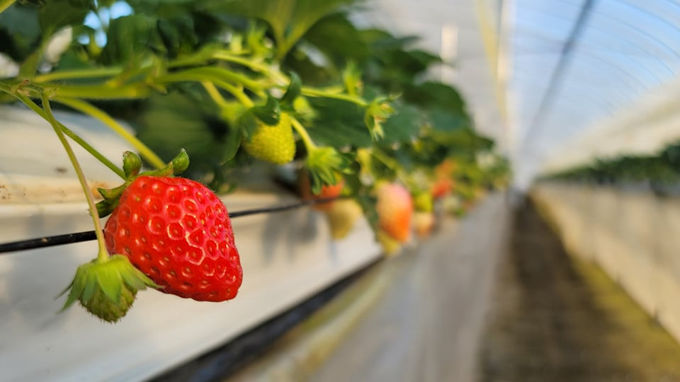 ハウスの中ではミツバチがとびかい、受粉させています