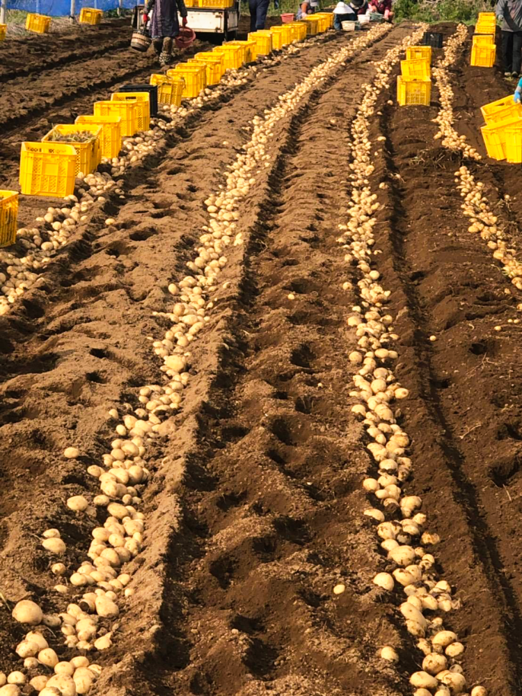 広大な畑で収穫された、大きくて美味しいじゃがいもを厳選して、お送りいたします。