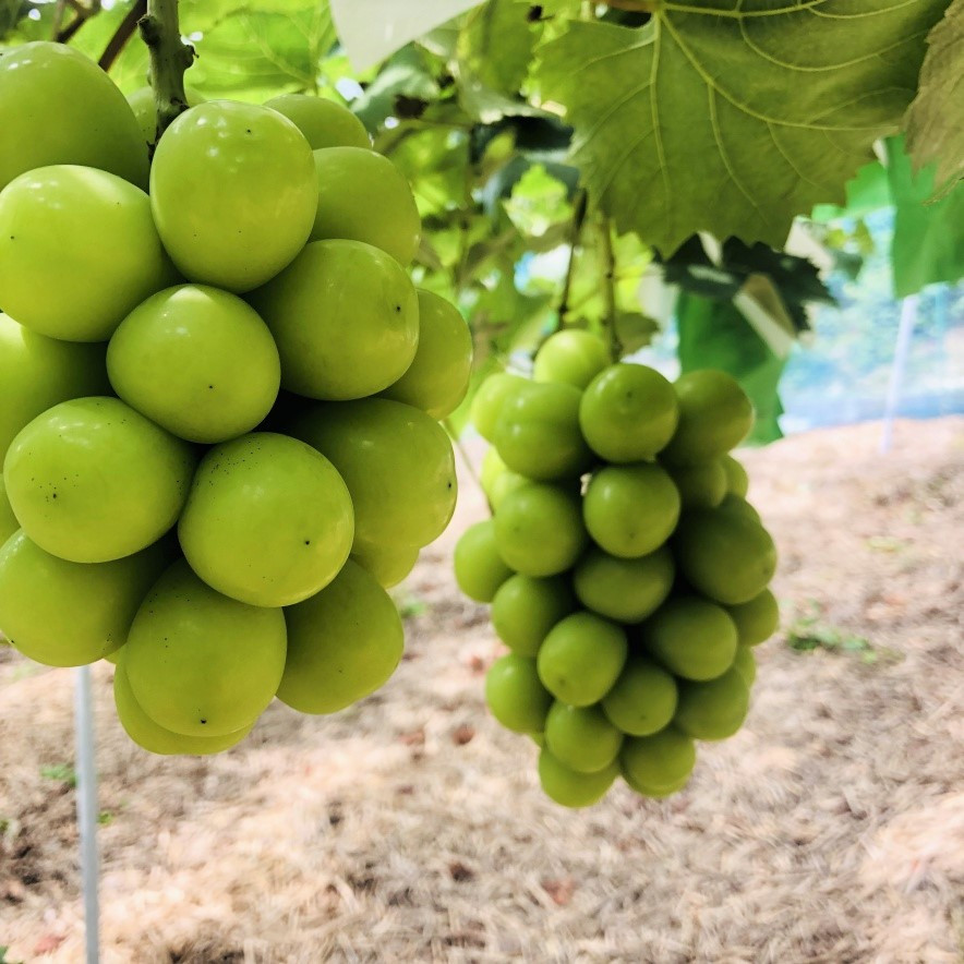 丁寧に間引きをおこない育ちます。