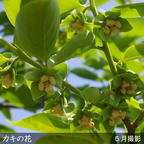 ＜すだ農園＞2年生苗◇カキ(甘柿)富有(ふゆう)